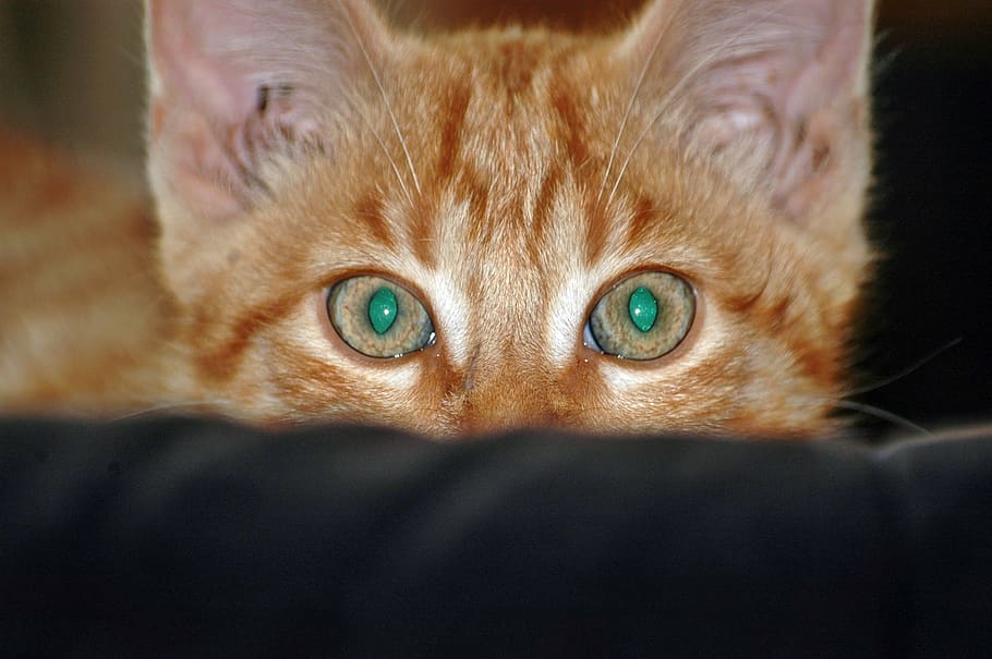 cat, view, kitten, watch, vigilant, mammal, animal themes, pets HD wallpaper