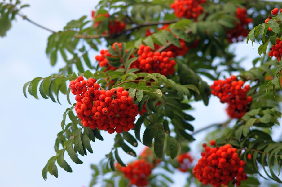 rowan, red, fruit, berries, tree, green, plant, summer, autumn HD wallpaper