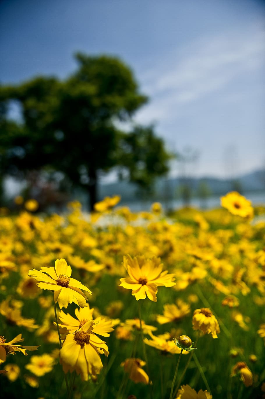 flowers, yellow flowers, spring, flowering plant, growth, beauty in nature HD wallpaper