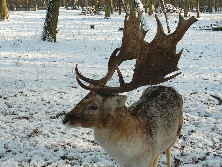 hirsch, fallow deer, winter, snow, forest, blade, antler, flock HD wallpaper