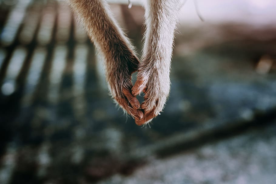 hold hand, monkey, lonely, animal body part, close-up, focus on foreground HD wallpaper