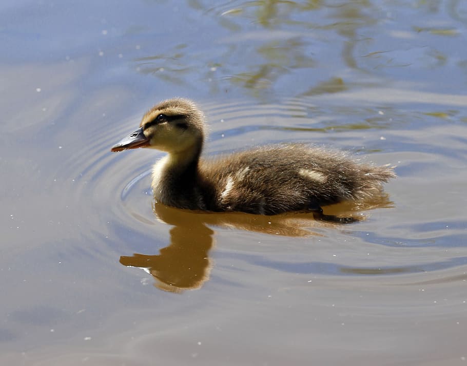Bird, Duck, Bebe, Chicken, Water, Animal, animals, peak, feathers HD wallpaper
