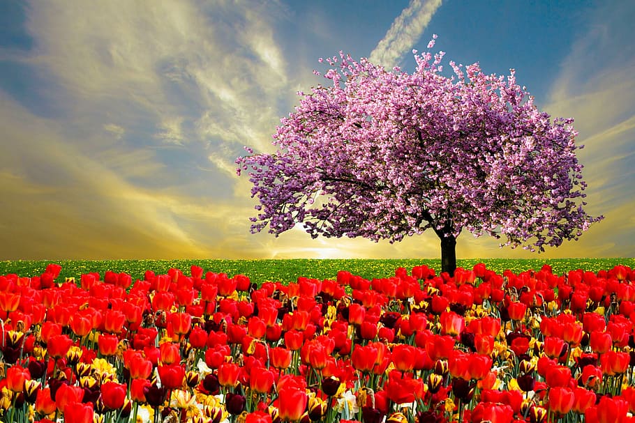 bed of red roses with cherry blossom tree, emotion, spring HD wallpaper