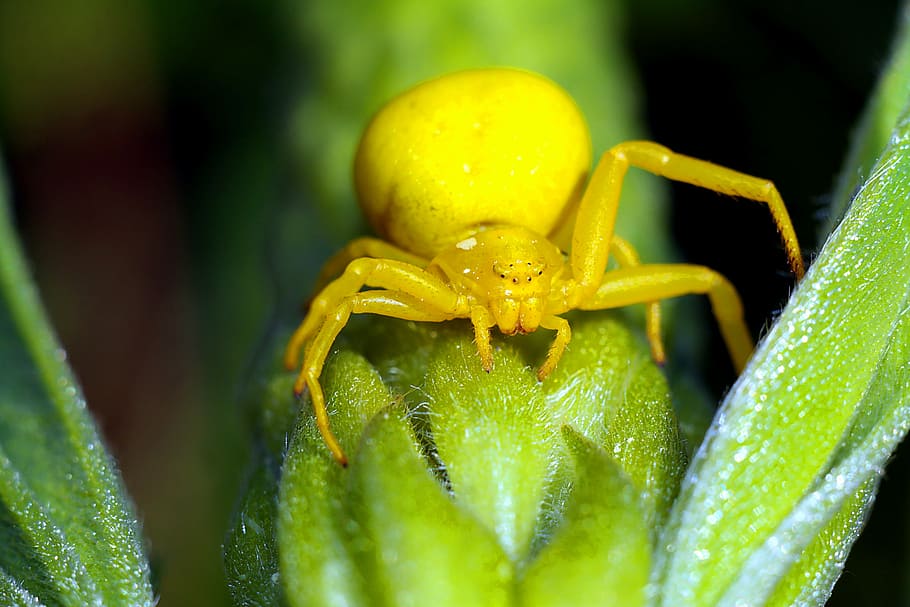 spider, flowerbed, insect, macro, arachnid, nature, closeup HD wallpaper