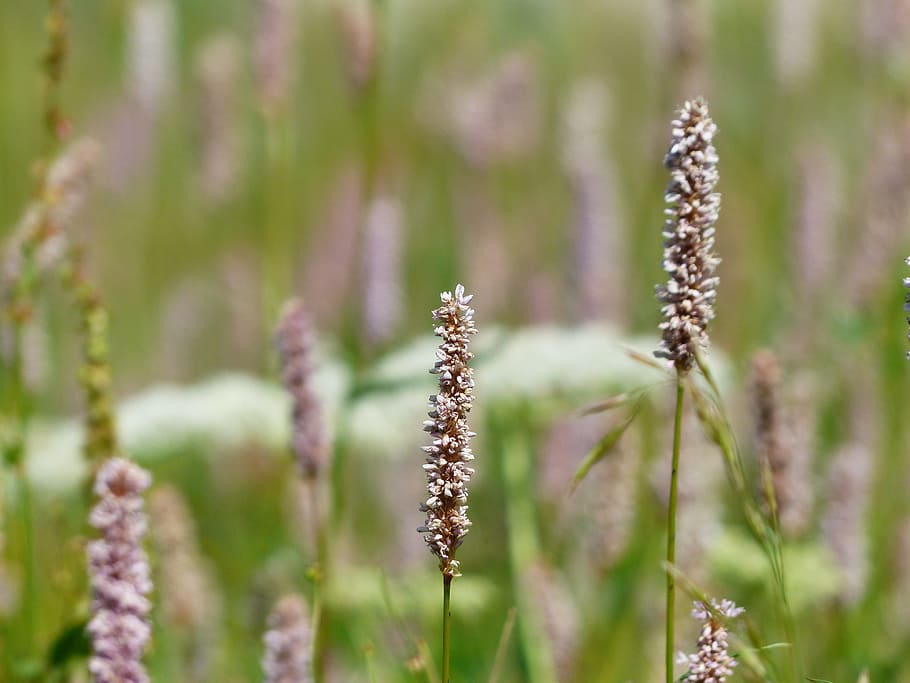 Persicaria 1080P, 2K, 4K, 5K HD wallpapers free download | Wallpaper Flare