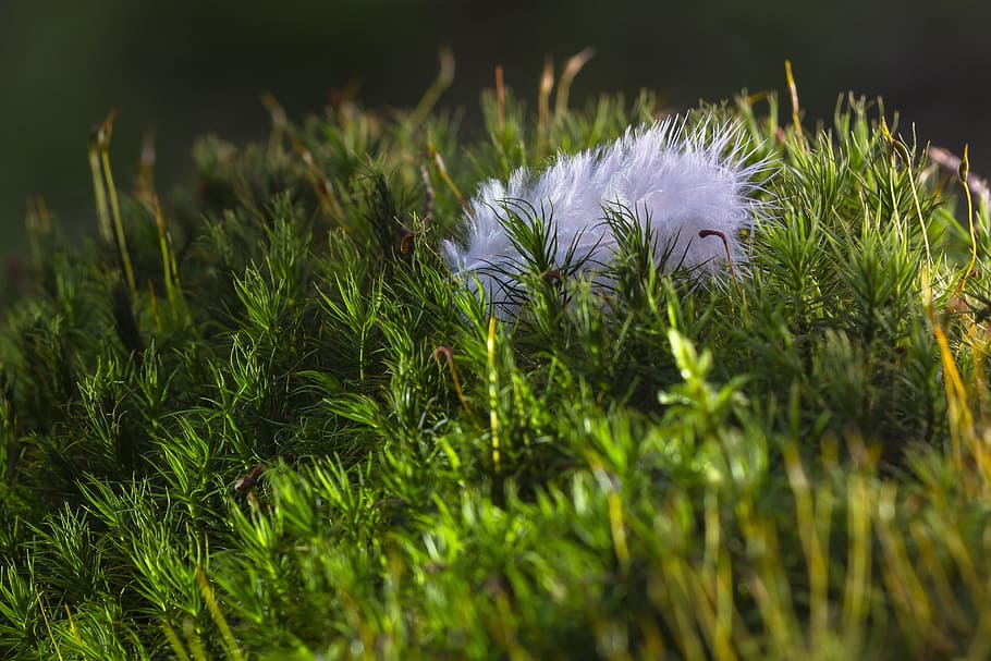 feather, fluff, moss, bird feather, plant, growth, green color HD wallpaper