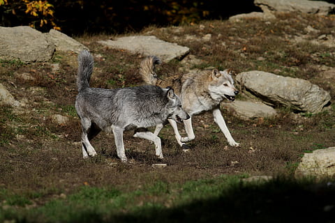 gray wolves running on grass field beside gray rocks, timber wolves HD wallpaper