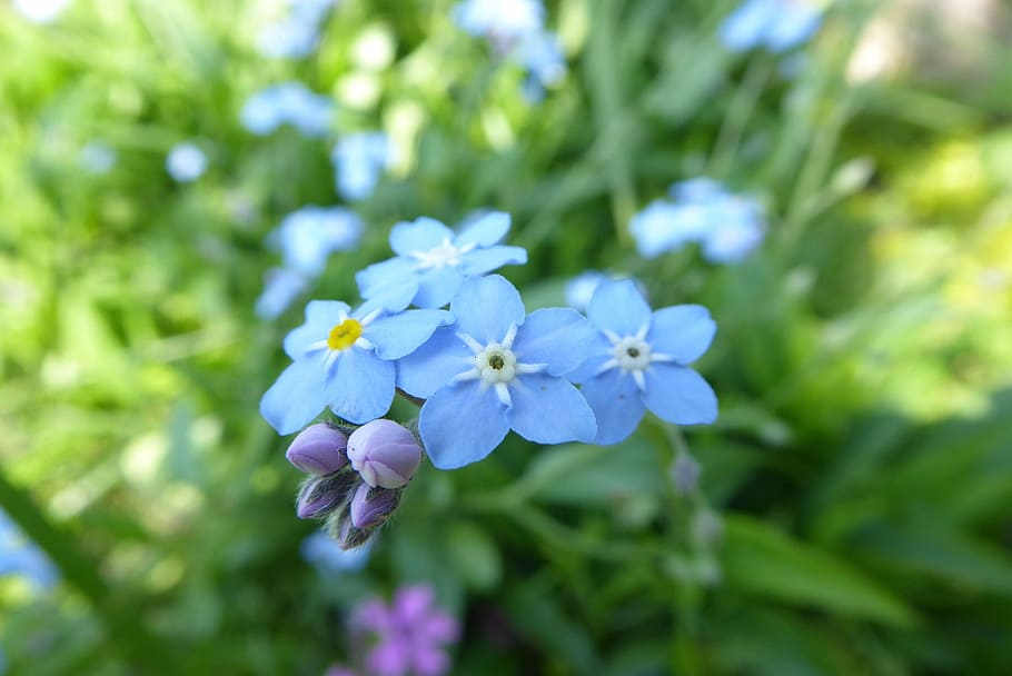 nature, plant, leaf, summer, garden, forget, blue, blooming HD wallpaper