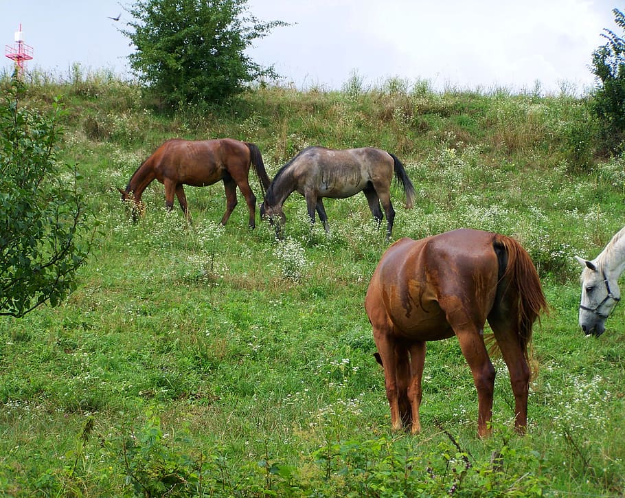 Horses, Stud, Ungulates, nature, animal, grass, pasture, meadow HD wallpaper
