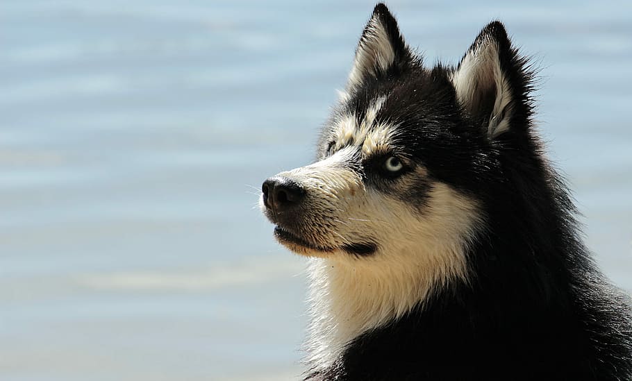 white and black Siberian Husky close-up photo, dog, dog breed