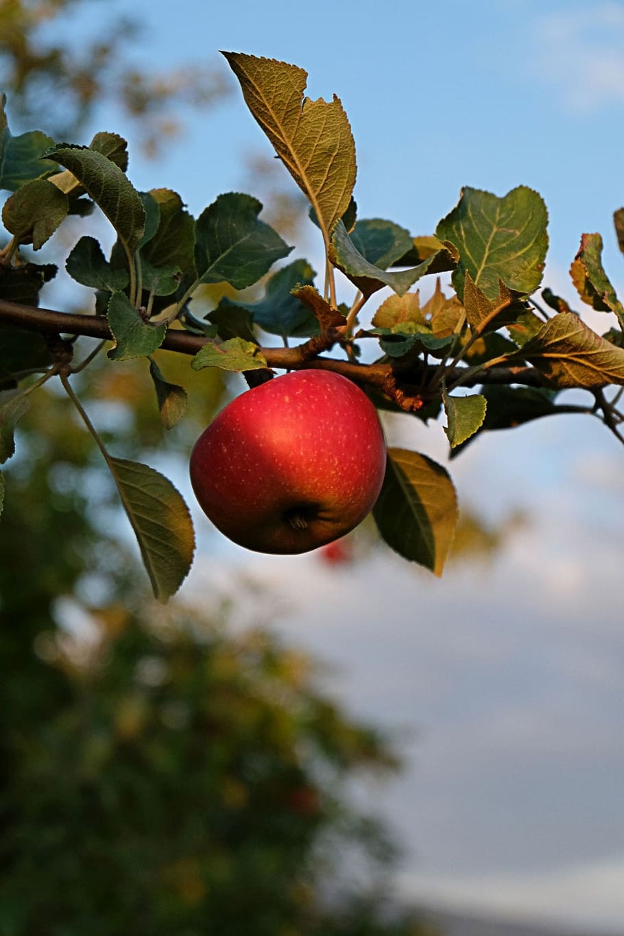 Apple, Fruit, Flowers, tree, food and drink, leaf, branch, healthy eating HD wallpaper