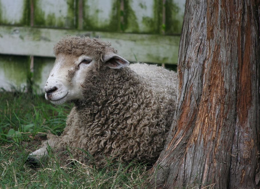 brown sheep beside tree trunk, Lamb, Wool, Livestock, Mammal HD wallpaper