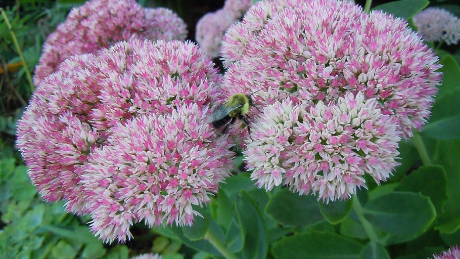 Bumble Bee, Bee, Bee, Flower, Bumblebee, pollen, insect, wing HD wallpaper