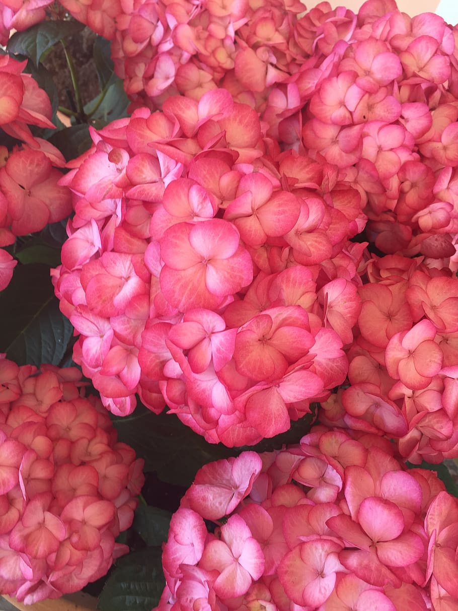 hydrangeas, flowers, spring, garden, flowering plant, summer HD wallpaper