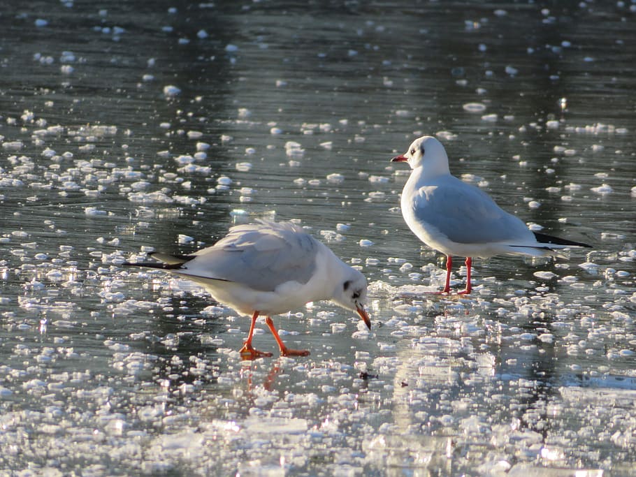 gulls, ice, winter, birds, animals in the wild, animal themes HD wallpaper