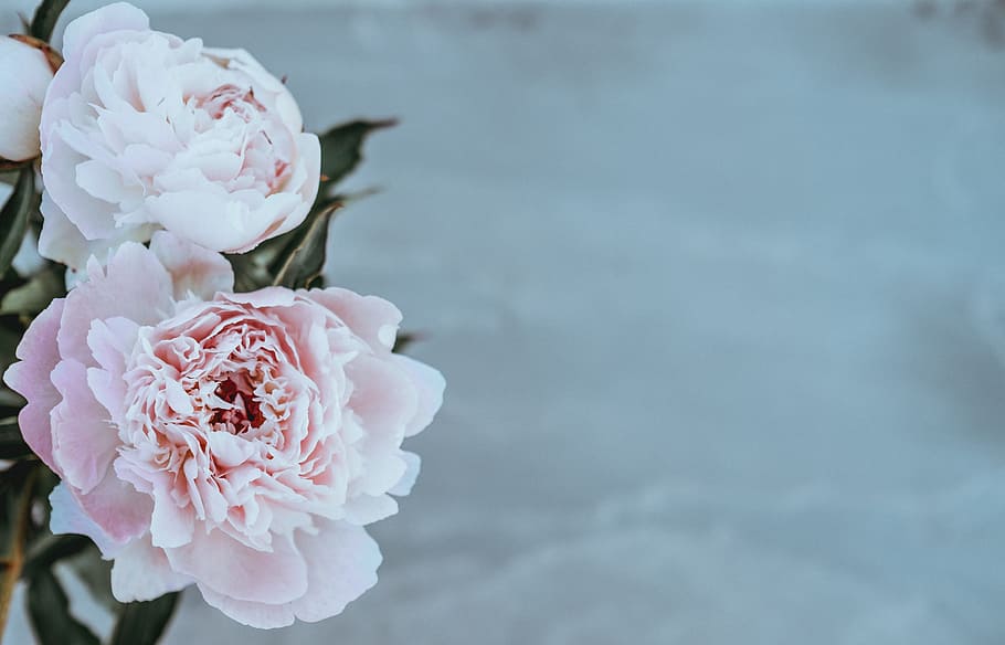 pink and white peonies in bloom selective focus photo, flowers HD wallpaper
