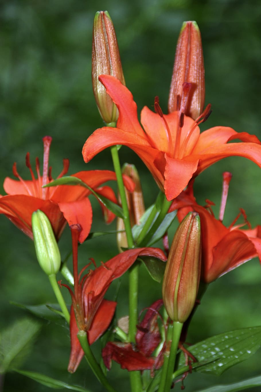 lily, red, blossom, bloom, nature, flowers, garden, blossomed HD wallpaper