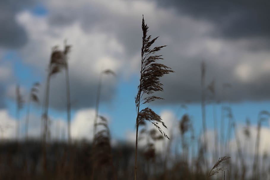 weather, dark, clouds, spooky, storm, background, plant, growth HD wallpaper