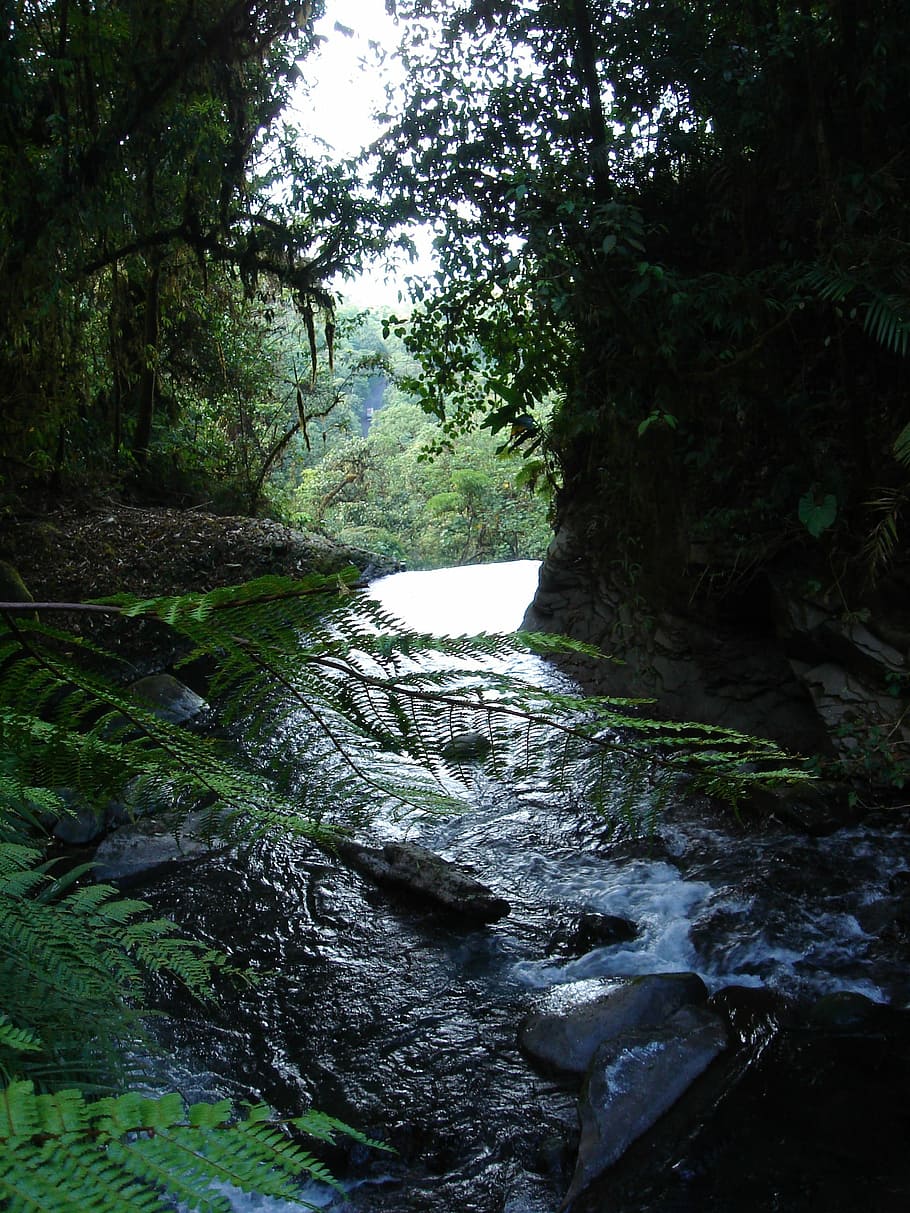 Forest, River, Water, tree, nature, outdoors, no people, plant HD wallpaper