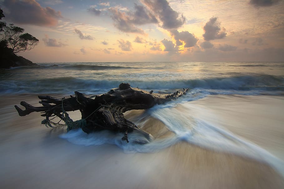 driftwood and body of water, seashore, beach, sand, ocean, nature HD wallpaper