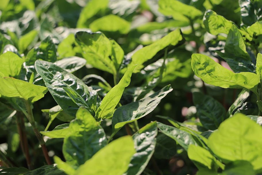 leaves, leaf, green, plant part, green color, growth, nature HD wallpaper