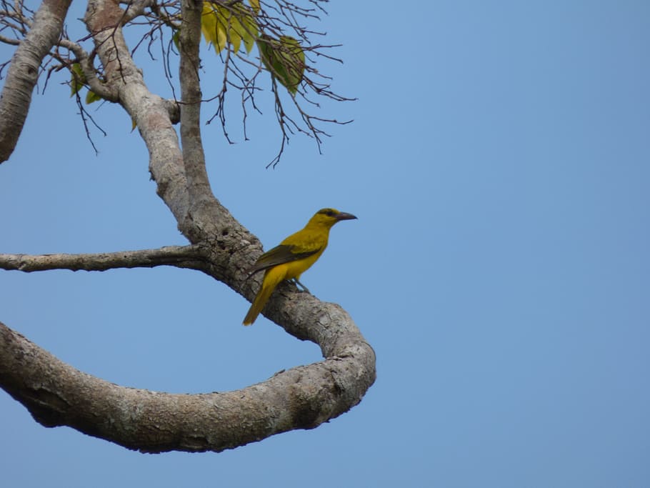 bird, yellow, perched, branch, animal, nature, sky, vertebrate HD wallpaper