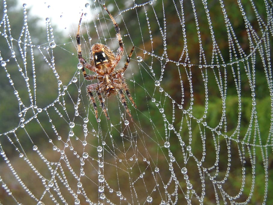 spider, web, fall, hiking, macro photography, spider web, animal themes HD wallpaper