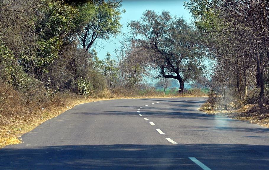 Turn, Road, Tree, green, turned, turnings, sky, nature, rural Scene HD wallpaper