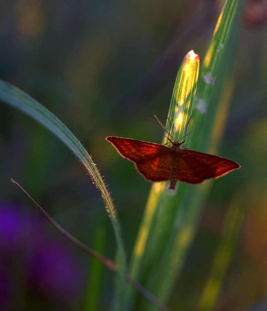 butterfly, wings, red, insecta, grass, nature, close-up, one animal HD wallpaper