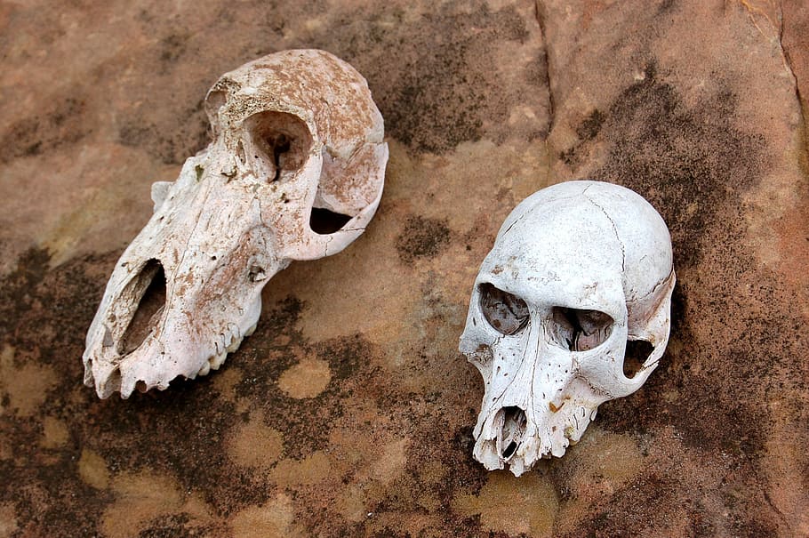 two animal skull on brown surface at daytime, two animal skull on brown soil ground, HD wallpaper