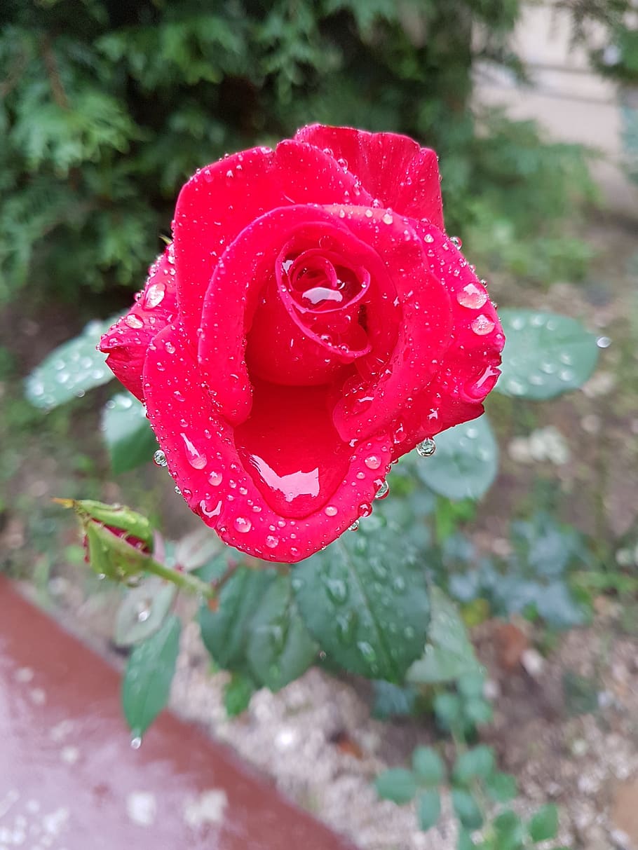 red rose, rain, flower, plant, wet, water, beauty in nature HD wallpaper