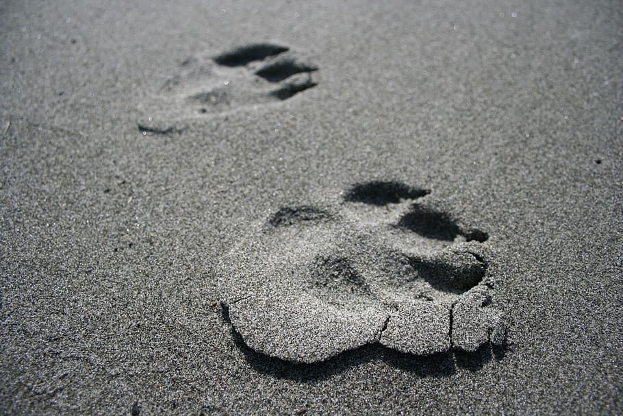 HD wallpaper: dog prints, paw prints, footprint, sand, beach, land, no  people | Wallpaper Flare