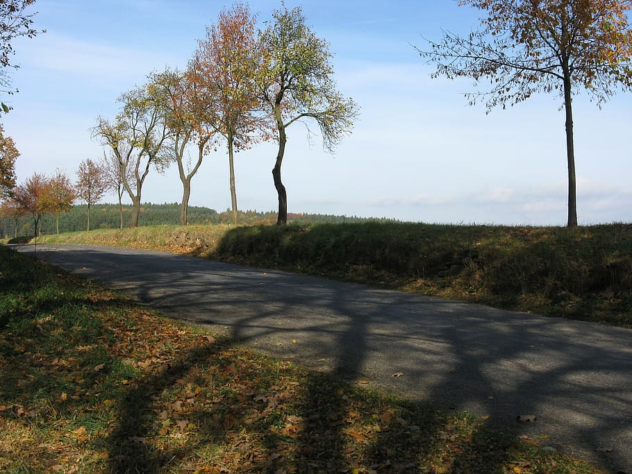 autumn, path, landscape, shadow, tree, plant, road, nature HD wallpaper