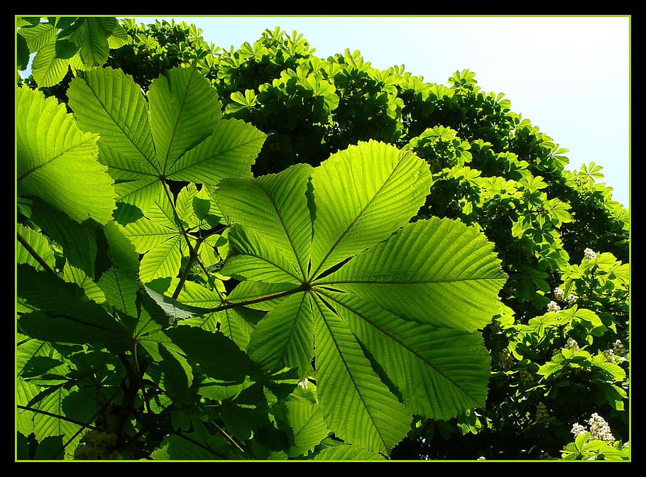 leaves, green, shadow play, leaf, light, nature, structure HD wallpaper