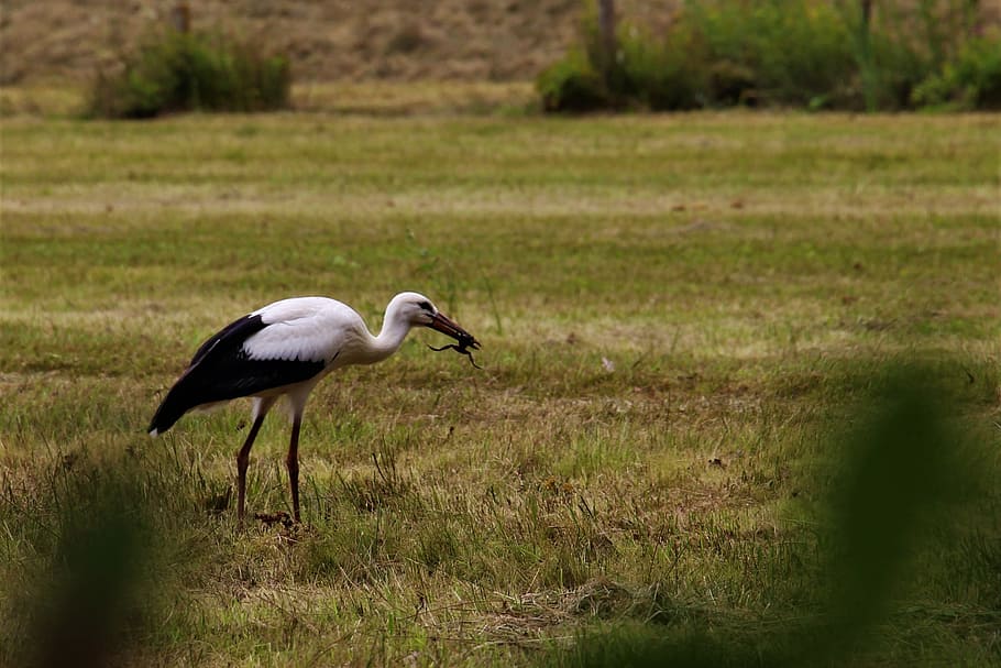 stork, eindhoven, gijzenrooi, stratum, animal wildlife, animal themes HD wallpaper