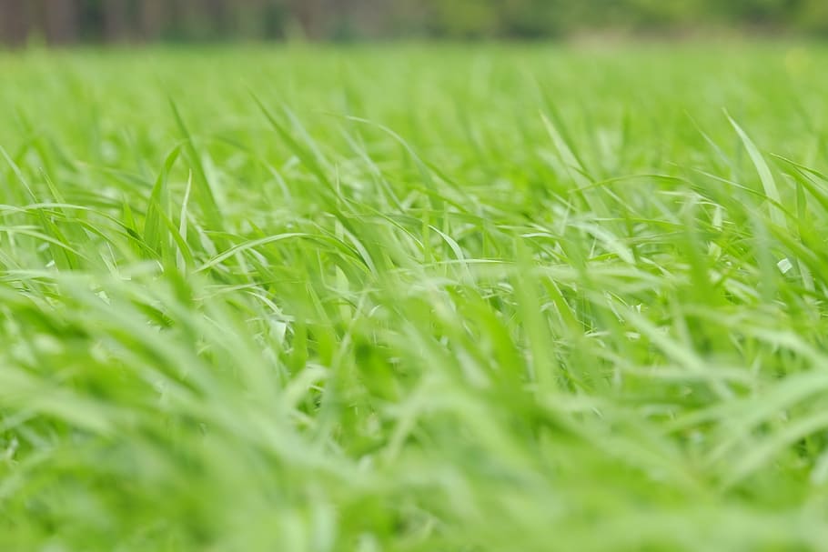 close-up, field, grass, green, growth, lawn, nature, plant HD wallpaper