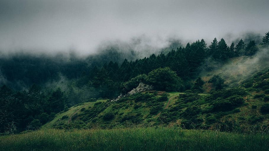 mountain with green leafed trees, forest, fog, misty, grunge, HD wallpaper