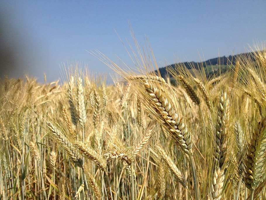 Cereals, Grain, Field, Wheat, Plant, spike, food, grains, field crops HD wallpaper