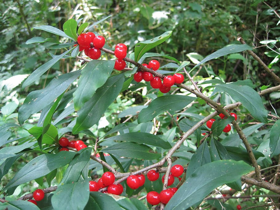 plant, shrubs, daphne, food, fruit, food and drink, healthy eating HD wallpaper