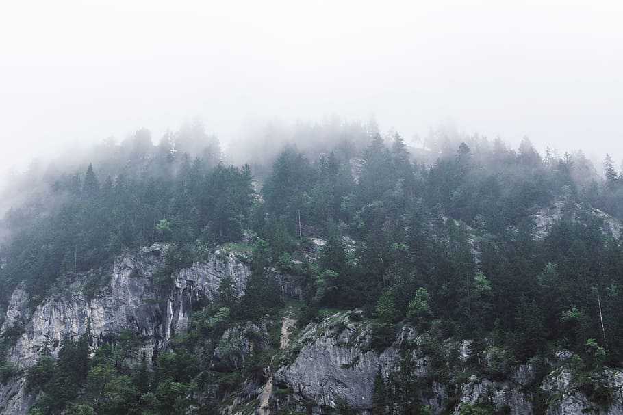 photo of trees on rocky mountains, trees under white clouds at daytime HD wallpaper