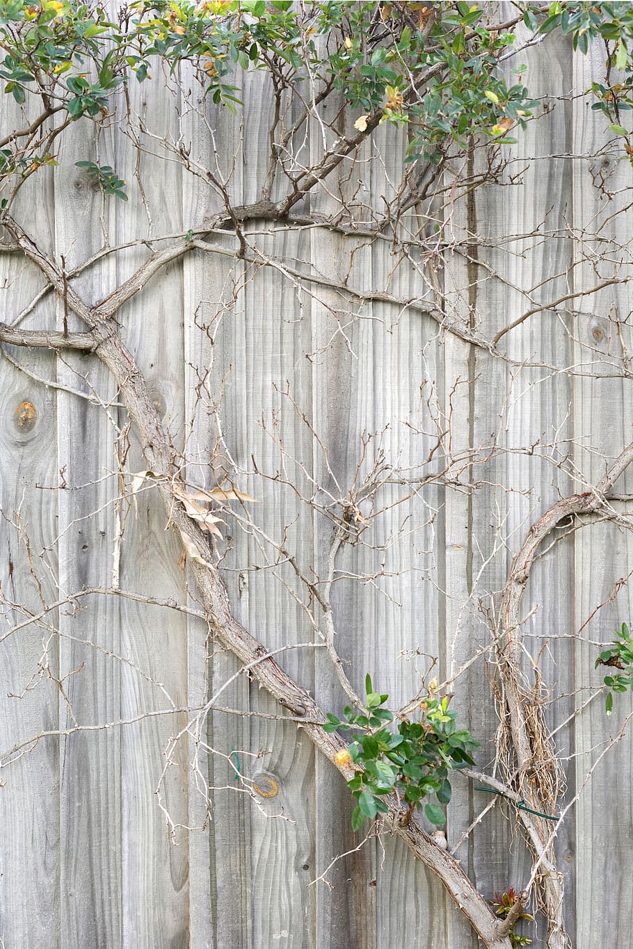 Fence, Wall, Plant, Branch, Tree, Wood, wall plant, palings HD wallpaper