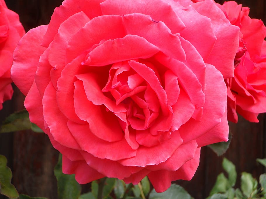 rose, close, blossom, bloom, petals, flower, pink, flowering plant HD wallpaper