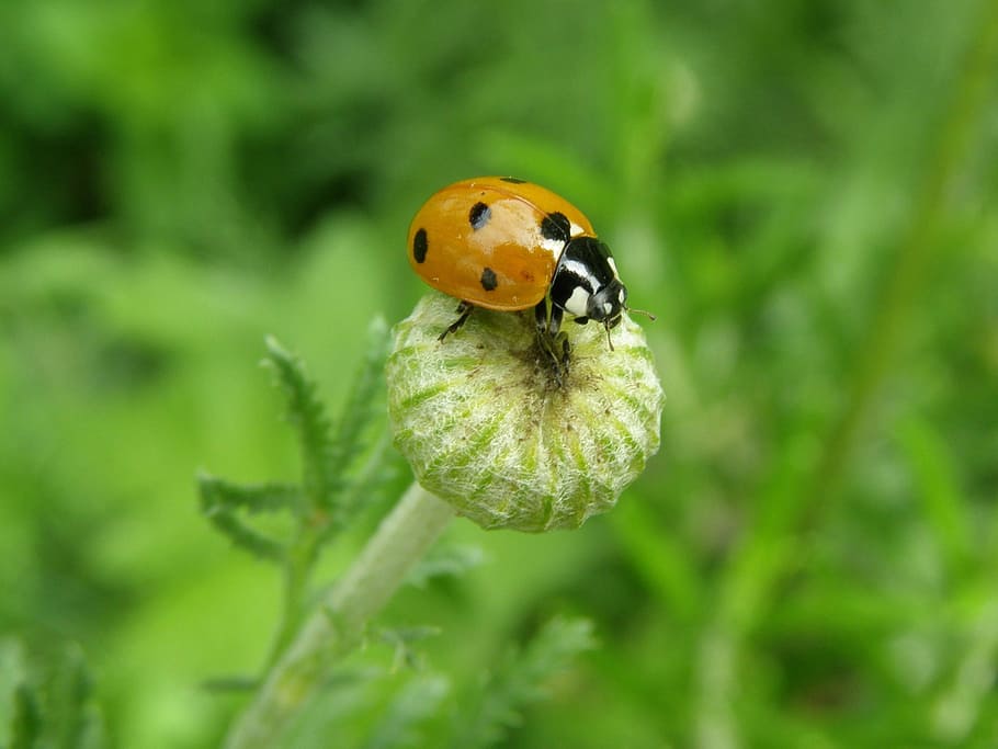ladybug, lucky ladybug, beetle, siebenpunkt, coccinella septempunctata, HD wallpaper