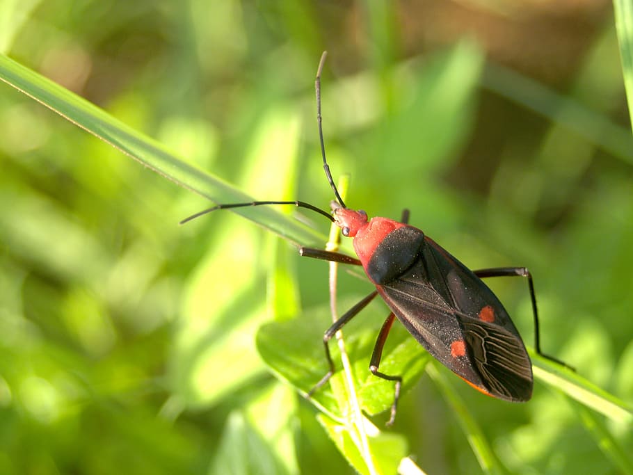 bug, colorful, rain, tree, saproxylic, rare, natural, tropical HD wallpaper