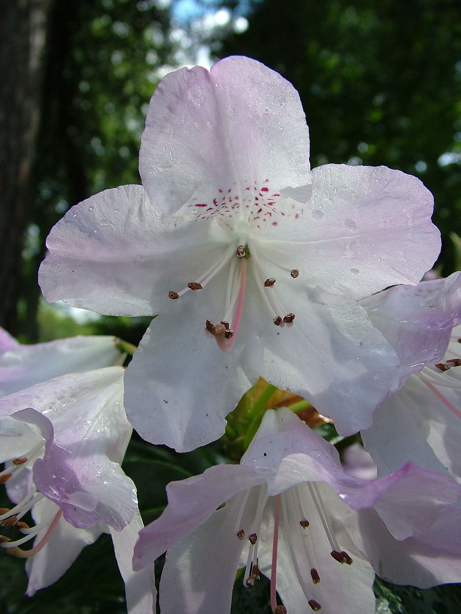 rhododendron, blossom, bloom, spring, flower, flowering plant HD wallpaper