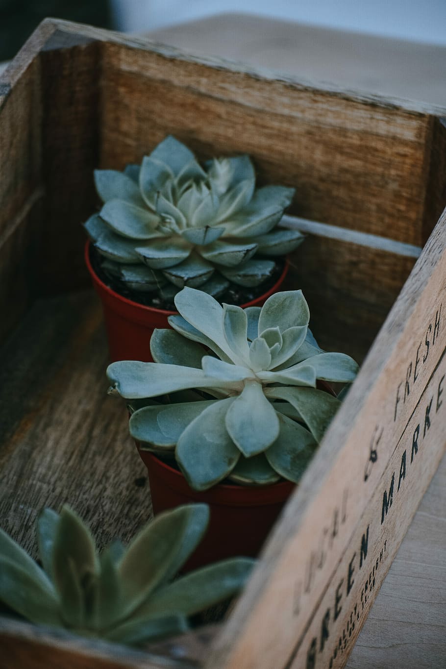 three green succulents in brown wooden crate, three red potted green succulent plant in borwn wooden crate