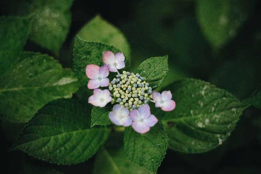 double lace cap Hydrangeas, nature, flower, plant, green Color HD wallpaper