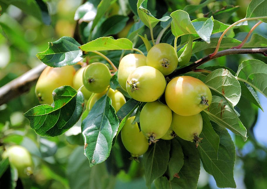 apples, fruit, fresh, green, organic, sweet, food and drink HD wallpaper