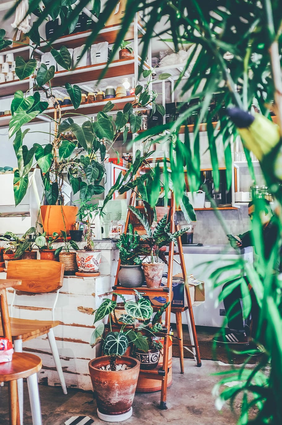 Indoor Plants that Love the High-Light Life! – Planterina