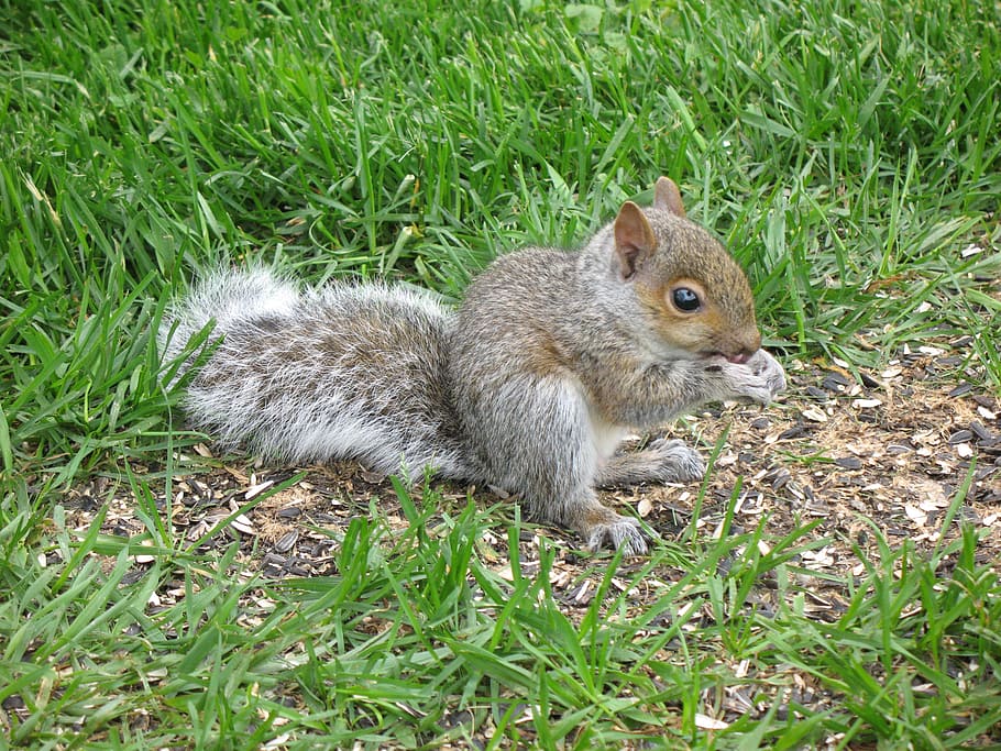 squirrel, grey, rodent, animal, cute, wildlife, mammal, tail HD wallpaper